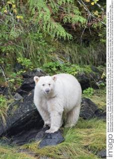 Spirit bear (Ursus americanus kermodei), Great Bear Rainforest, British Columbia central coast, Canada  acp87472 WaynexLynch