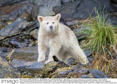 Spirit bear cub (Ursus americanus kermodei) foraging in the intertidal zone, Great Bear Rainforest, British Columbia central coast, Canada  acp87473 WaynexLynch