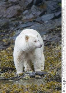 Spirit bear (Ursus americanus kermodei) foraging in the intertidal zone, Great Bear Rainforest, British Columbia central coast, Canada  acp87481 WaynexLynch