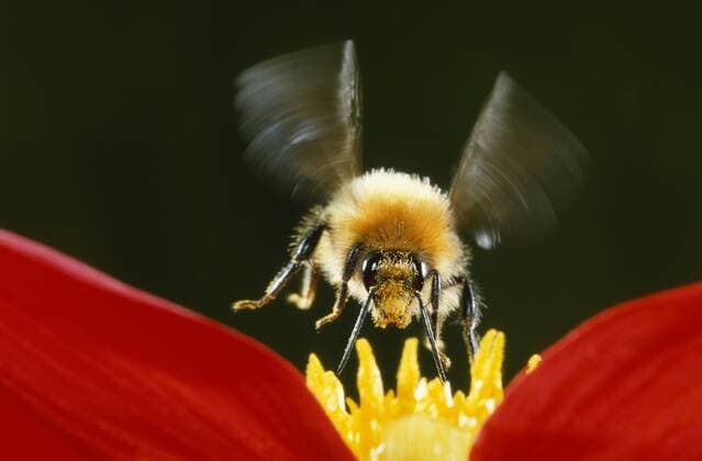 Brown Bumblebee (Bombus pascuorum) collecting nectar from flower, Belgium Brown Bumblebee  JefxMeul (238230)