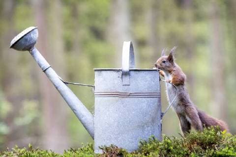 Red Squirrel (Sciurus vulgaris) looking in a water-can, Belgium, Clinge Red Squirrel  JudithxBorremans (238904)
