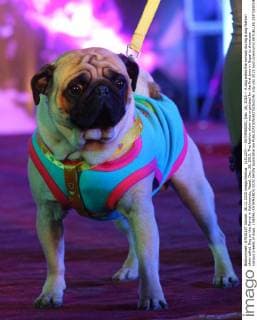 (151227) -- KATHMANDU, Dec. 26, 2015 -- A dog walks the runway during a dog fashion show called Dog on the Ramp in Kathmandu, Nepal, Dec. 26, 2015. The fashion show was organized for the first time in Nepal to showcase various breeds of dogs. ) NEPAL-KATHMANDU-DOG SHOW SunilxSharma 