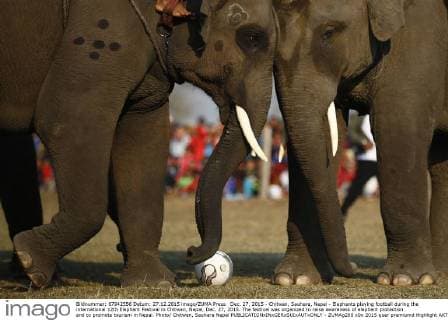 Dec. 27, 2015 - Chitwan, Sauhara, Nepal - Elephants playing football during the international 12th Elephant Festival in Chitwan, Nepal, Dec. 27, 2015. The festival was organized to raise awareness of elephant protection and to promote tourism in Nepal. Photo Chitwan, Sauhara Nepal - ZUMAg200