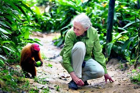 IMAGO ICONS: Jane Goodall Nov. 21, 2013 - ECO, PerÃƒÆ’Ã‚ - IQUITOS, 21 DE NOVIEMBRE DEL 2013..JANE GOODALL VISITO ALBERGUE Y CENTRO DE RESCATE EN IQUITOS...FOTO: ENRIQUE CUNEO EL COMERCIO.  - ZUMAp94