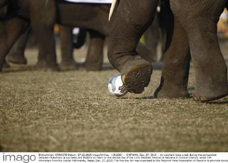 (151228) -- CHITWAN, Dec. 27, 2015 -- An elephant kicks a ball during the competition between Chaudhary group team and Buddha air team on the second day of the 12nd Elephant Festival at Sauraha in Chitwan District, some 154 kilometers from the capital Kathmandu, Nepal, Dec. 27, 2015. The five-day fair was organized by the Regional Hotel Association of Sauraha to promote tourism in Nepal. An elephant race, a bullock cart race, a horse cart race, elephant soccer, an elephant beauty pageant and various cultural activities will be held during the event. ) NEPAL-CHITWAN-ELEPHANT FESTIVAL PratapxThapa 