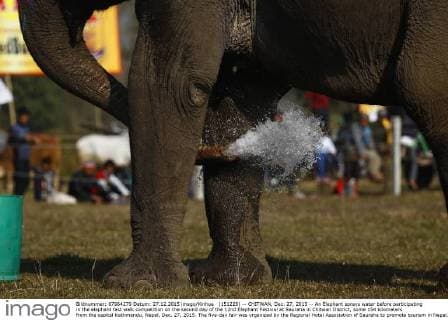 (151228) -- CHITWAN, Dec. 27, 2015 -- An Elephant sprays water before participating in the elephant fast walk competition on the second day of the 12nd Elephant Festival at Sauraha in Chitwan District, some 154 kilometers from the capital Kathmandu, Nepal, Dec. 27, 2015. The five-day fair was organized by the Regional Hotel Association of Sauraha to promote tourism in Nepal. An elephant race, a bullock cart race, a horse cart race, elephant soccer, an elephant beauty pageant and various cultural activities will be held during the event. ) NEPAL-CHITWAN-ELEPHANT FESTIVAL PratapxThapa 