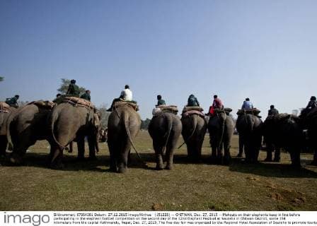 (151228) -- CHITWAN, Dec. 27, 2015 -- Mahouts on their elephants keep in line before participating in the elephant football competition on the second day of the 12nd Elephant Festival at Sauraha in Chitwan District, some 154 kilometers from the capital Kathmandu, Nepal, Dec. 27, 2015. The five-day fair was organized by the Regional Hotel Association of Sauraha to promote tourism in Nepal. An elephant race, a bullock cart race, a horse cart race, elephant soccer, an elephant beauty pageant and various cultural activities will be held during the event. ) NEPAL-CHITWAN-ELEPHANT FESTIVAL PratapxThapa 