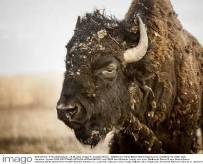 Portrait of a Plains Bison (Bison bison bison), shedding his winter coat, Manitoba, Canada  acp78203 KenxGillespie