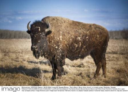 Plains Bison (Bison bison bison), on prairie grass, Manitoba, Canada  acp78206 KenxGillespie