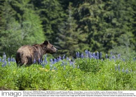 Grizzly Bear, ursus arctos horribilis, Lupins, Khutzeymateen, British Columbia, Canada  acp78232 StephenxHarrington