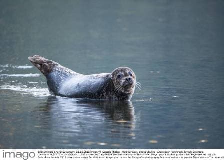 Harbour Seal, phoca vitulina, Great Bear Rainforest, British Columbia, Canada  acp78239 StephenxHarrington