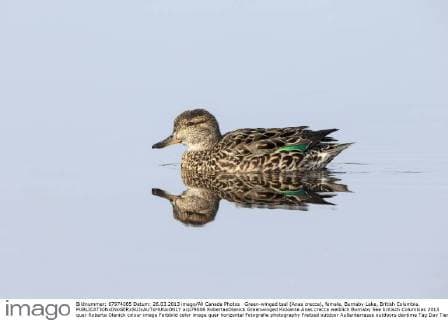 Green-winged teal (Anas crecca), female, Burnaby Lake, British Columbia.  acp79006 RobertaxOlenick