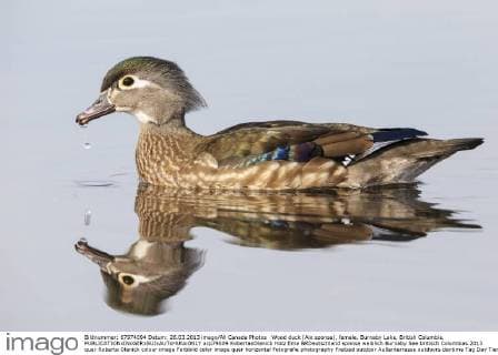 Wood duck (Aix sponsa), female, Burnaby Lake, British Columbia.  acp79009 RobertaxOlenick