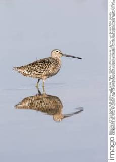 Dowitcher (Limnodromus sp.), Burnaby Lake, Burnaby, British Columbia.  acp79029 RobertaxOlenick
