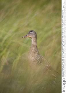 Mallard (Anas platyrhynchos), female, Kamloops, British Columbia.  acp79047 RobertaxOlenick