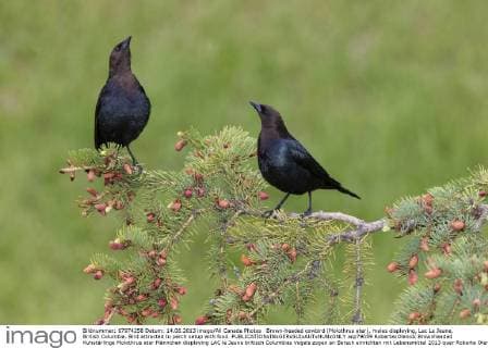 Brown-headed cowbird (Molothrus ater), males displaying, Lac Le Jeune, British Columbia. Bird attracted to perch setup with food.  acp79059 RobertaxOlenick