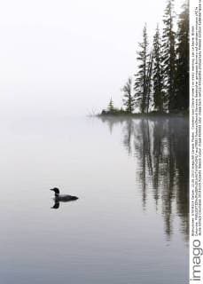 Common loon (Gavia immer) on misty morning, Lac Le Jeune, British Columbia.  acp79081 RobertaxOlenick