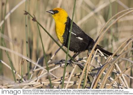 Yellow-headed blackbird (Xanthocephalus xanthocephalus), male, Lac Le Jeune, British Columbia.  acp79100 RobertaxOlenick