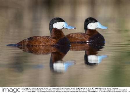 Ruddy duck (Oxyura jamaicensis), male, Kamloops, British Columbia.  acp79104 RobertaxOlenick