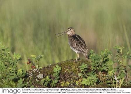 Wilson s snipe (Gallinago delicata), calling, Lac Le Jeune, British Columbia. Bird attracted to perch setup with recorded call.  acp79114 RobertaxOlenick