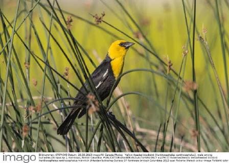 Yellow-headed blackbird (Xanthocephalus xanthocephalus), male among bulrushes (Scirpus sp.), Kamloops, British Columbia.  acp79117 RobertaxOlenick