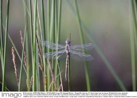 Dragonfly (darner, F. Aeshnidae) Lac Le Jeune, British Columbia. probably female  acp79120 RobertaxOlenick