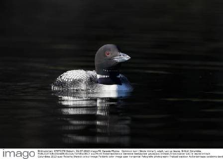 Common loon (Gavia immer), adult, Lac Le Jeune, British Columbia.  acp79143 RobertaxOlenick