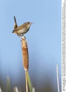Marsh wren (Cistothorus palustris), male, on cattail (Typha sp.), Lac Le Jeune, British Columbia.  acp79144 RobertaxOlenick