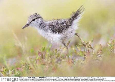 Spotted sandpiper (Actitis macularius), chick, Thompson-Nicola region, British Columbia.  acp79168 RobertaxOlenick