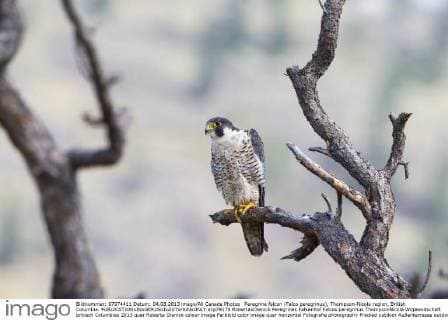 Peregrine falcon (Falco peregrinus), Thompson-Nicola region, British Columbia.  acp79178 RobertaxOlenick