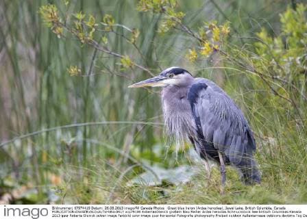 Great blue heron (Ardea herodias), Jewel Lake, British Columbia, Canada  acp79186 RobertaxOlenick