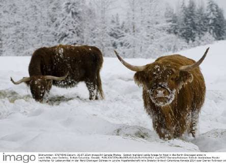 Sottish highland cattle forage for food in the North Okanagan snow in Larch Hills, near Enderby, British Columbia, Canada.  acp79257 DarrenxRobinson