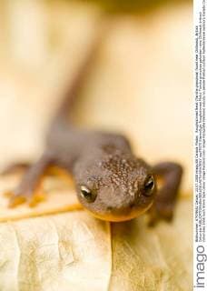 Roughskinned Newt (Taricha granulosa) found near Chilliwack, British Columbia  acp79375 StevexOgle