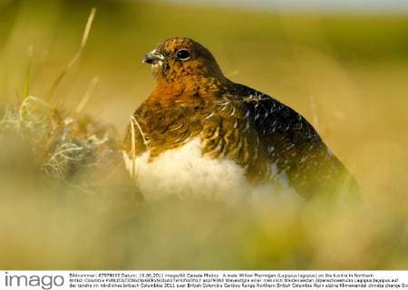 A male Willow Ptarmigan (Lagopus lagopus) on the tundra in Northern British Columbia  acp79383 StevexOgle