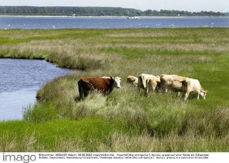 Hausrind (Bos primigenius f. taurus), grasen auf einer Weide am Schaproder Bodden, Deutschland, Mecklenburg-Vorpommern, Hiddensee domestic cattle (Bos primigenius f. taurus), grazing in a pasture on Schaproder Bodden, Germany, Mecklenburg-Western Pomerania, Hiddensee BLWS305480 Copyright: xblickwinkel F.xSommarivax