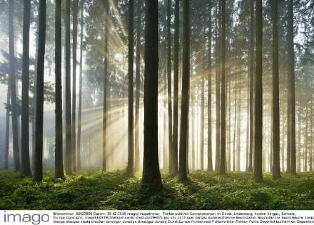 Fichtenwald mit Sonnenstrahlen im Dunst, Lindenberg, Kanton Aargau, Schweiz, Europa Copyright: imageBROKER/StefanxHuwiler ibxshu04299571.jpg