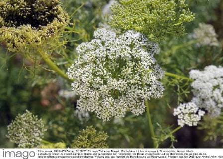 Bischofskraut ( Ammi visnaga ), Bluetendolde, Ammei, Khella, Zahnstocherkraut, Zahnstocherammei. Bluete und Samenstand der Heilpflanze: Die Droge Visnagin uebt auf die Herzkranzgefaesse eine starke, lang anhaltende entspannende und erweiternde Wirkung aus, das foerdert die Durchblutung des Herzmuskels.
