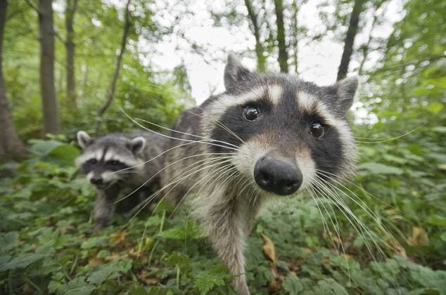Raccoon (Procyon lotor) approaching camera, Stanley park, Vancouver, British Columbia, Cananda, September.  1394937 BertiexxGregoryx x2020VISION