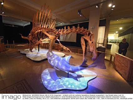 In Berlin wird ein weiteres Sensations-Exponat praesentiert: Das Skelett eines rund 15 Meter langen Spinosaurus ist im Naturkundemuseum in einer Wanderausstellung der US-amerikanischen Organisation National Geographic Society zu sehen (Foto von Montag, 08.02.16). Seit Dezember vergangenen Jahres kann zudem das Skelett des T-Rex , dem Tyroannosaurus Rex, besichtigt werden. Der Spinosaurus aegyptiacus war ein Fisch- und Fleischfresser, der vor rund 100 Millionen Jahren im heutigen Nordafrika lebte. Markenzeichen des gigantischen Dinosauriers war ein bis zu 2,20 Meter hohes knoechernes Segel ueber der Wirbelsaeule. Bei dem Berliner Ausstellungsstueck soll es sich um das weltweit erste nach wissenschaftlichen Erkenntnissen erstellte Skelettmodell des Raubsauriers handeln. (Siehe epd-Meldung vom 08.02.16) Weltweit groesster Raubsaurier ausgestellt: Berliner Naturkundemuseum zeigt Spi Copyright: epd-bild JuergenxBlume EDITORIAL USE ONLY