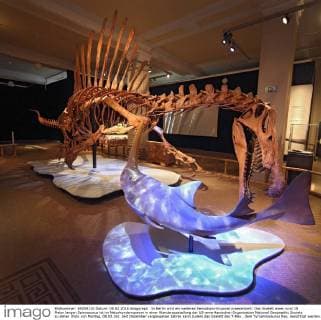 In Berlin wird ein weiteres Sensations-Exponat praesentiert: Das Skelett eines rund 15 Meter langen Spinosaurus ist im Naturkundemuseum in einer Wanderausstellung der US-amerikanischen Organisation National Geographic Society zu sehen (Foto von Montag, 08.02.16). Seit Dezember vergangenen Jahres kann zudem das Skelett des T-Rex , dem Tyroannosaurus Rex, besichtigt werden. Der Spinosaurus aegyptiacus war ein Fisch- und Fleischfresser, der vor rund 100 Millionen Jahren im heutigen Nordafrika lebte. Markenzeichen des gigantischen Dinosauriers war ein bis zu 2,20 Meter hohes knoechernes Segel ueber der Wirbelsaeule. Bei dem Berliner Ausstellungsstueck soll es sich um das weltweit erste nach wissenschaftlichen Erkenntnissen erstellte Skelettmodell des Raubsauriers handeln. (Siehe epd-Meldung vom 08.02.16) Weltweit groesster Raubsaurier ausgestellt: Berliner Naturkundemuseum zeigt Spi Copyright: epd-bild JuergenxBlume EDITORIAL USE ONLY