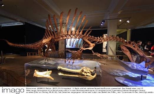 In Berlin wird ein weiteres Sensations-Exponat praesentiert: Das Skelett eines rund 15 Meter langen Spinosaurus ist im Naturkundemuseum in einer Wanderausstellung der US-amerikanischen Organisation National Geographic Society zu sehen (Foto von Montag, 08.02.16). Seit Dezember vergangenen Jahres kann zudem das Skelett des T-Rex , dem Tyroannosaurus Rex, besichtigt werden. Der Spinosaurus aegyptiacus war ein Fisch- und Fleischfresser, der vor rund 100 Millionen Jahren im heutigen Nordafrika lebte. Markenzeichen des gigantischen Dinosauriers war ein bis zu 2,20 Meter hohes knoechernes Segel ueber der Wirbelsaeule. Bei dem Berliner Ausstellungsstueck soll es sich um das weltweit erste nach wissenschaftlichen Erkenntnissen erstellte Skelettmodell des Raubsauriers handeln. (Siehe epd-Meldung vom 08.02.16) Weltweit groesster Raubsaurier ausgestellt: Berliner Naturkundemuseum zeigt Spi Copyright: epd-bild JuergenxBlume EDITORIAL USE ONLY