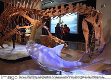 In Berlin wird ein weiteres Sensations-Exponat praesentiert: Das Skelett eines rund 15 Meter langen Spinosaurus ist im Naturkundemuseum in einer Wanderausstellung der US-amerikanischen Organisation National Geographic Society zu sehen (Foto von Montag, 08.02.16). Seit Dezember vergangenen Jahres kann zudem das Skelett des T-Rex , dem Tyroannosaurus Rex, besichtigt werden. Der Spinosaurus aegyptiacus war ein Fisch- und Fleischfresser, der vor rund 100 Millionen Jahren im heutigen Nordafrika lebte. Markenzeichen des gigantischen Dinosauriers war ein bis zu 2,20 Meter hohes knoechernes Segel ueber der Wirbelsaeule. Bei dem Berliner Ausstellungsstueck soll es sich um das weltweit erste nach wissenschaftlichen Erkenntnissen erstellte Skelettmodell des Raubsauriers handeln. (Siehe epd-Meldung vom 08.02.16) Weltweit groesster Raubsaurier ausgestellt: Berliner Naturkundemuseum zeigt Spi Copyright: epd-bild JuergenxBlume EDITORIAL USE ONLY