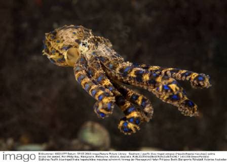 Southern pacific blue-ringed octopus (Hapalochlaena maculosa) swims across the seabed. Port Philip Bay, Blairgowrie, Melbourne, Victoria, Australia.  1401358 AlexxxMustard