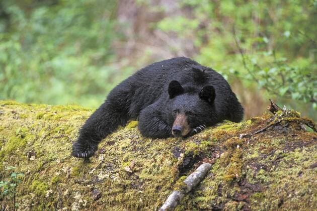 Black bear (Ursus americanus) adult resting on an old growth log in the Olympic rainforest, Olympic National Park, Olympic Peninsula, Washington, USA  1407500 StevenxKazlowski