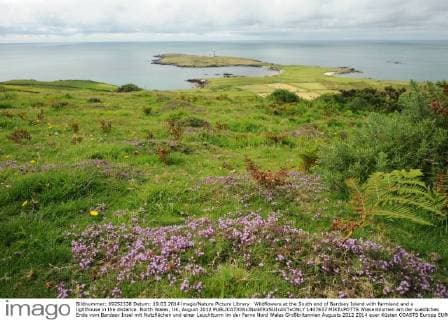 Wildflowers at the South end of Bardsey Island with farmland and a lighthouse in the distance. North Wales, UK, August 2012  1407637 MIKExPOTTS