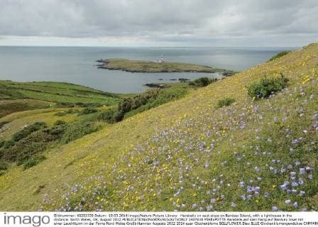 Harebells on east slope on Bardsey Island, with a lighthouse in the distance. North Wales, UK, August 2012  1407638 MIKExPOTTS