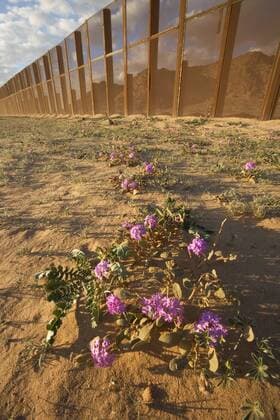 Sand verbena (Abronia villosa) growing at the base of the border wall established to divide USA from Mexico, near Sonoyta, Sonora, nortwestern Mexico.  1407770 ClaudioxxContreras
