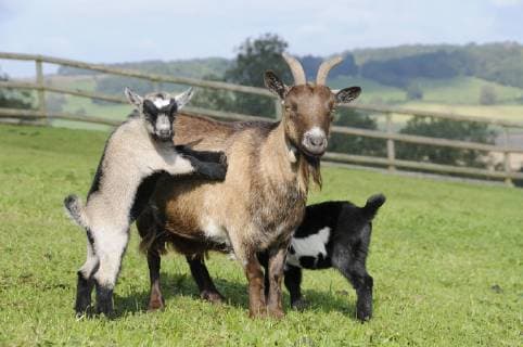 Young kid Pygmy goat (Capra hircus) stands with its front feet on its mother s flank as its sibling suckles from the other side, Wiltshire, UK, September.  1425953 NickxUpton