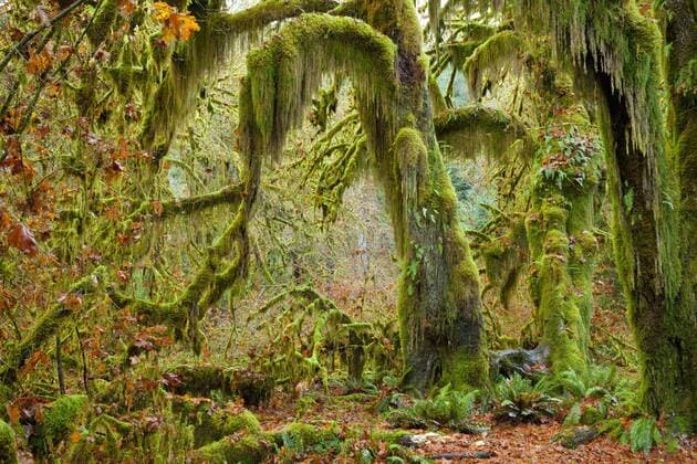 Mossy beards hang from these big leaf maple trees (Acer macrophyllum) in the Hall of Mosses section of the Hoh Rainforest in Olympic National Park. Washington. USA. November 2012  1443070 FlorisxxvanxBreugel