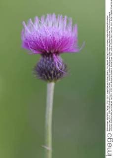 Buy Brook thistle (Cirsium rivulare) Eastern Rhodope Mountains, Bulgaria, May 2013.  1443651 StaffanxWidstrandx xWildxWonders